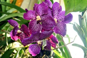 как ухаживать за комнатной орхидеей12